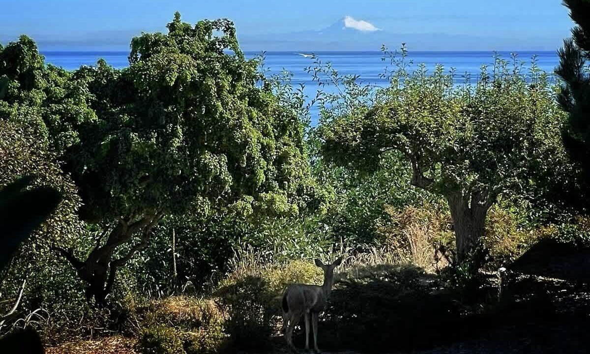 Photo of Others in Port Angeles